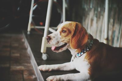 Close-up of dog sitting