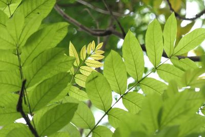 Close-up of green leaves