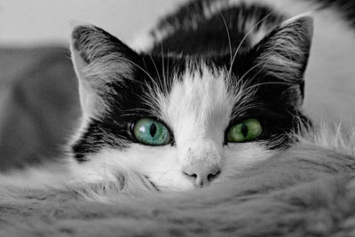 Close-up portrait of a cat