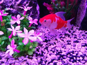 Close-up of fish swimming in aquarium