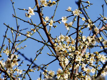 Plum is an ornamental and cultural symbol plant