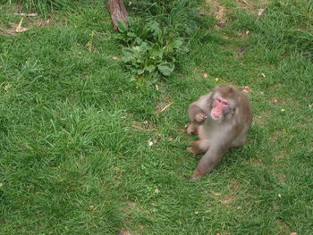 High angle view of monkey on field