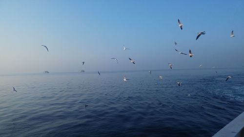 Seagulls flying over sea