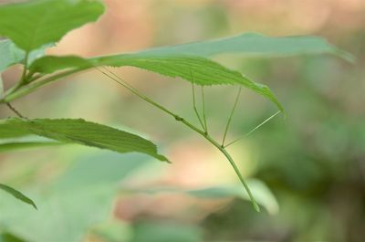 Close-up of plant