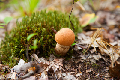 Close-up of mushroom growing on field