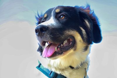Close-up of dog looking away