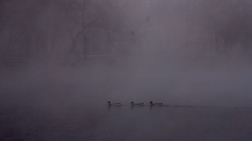 Birds swimming in lake during foggy weather