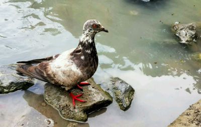 High angle view of duck swimming in lake