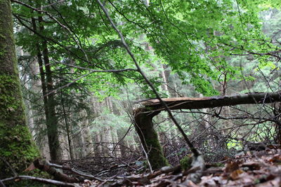 Trees in forest