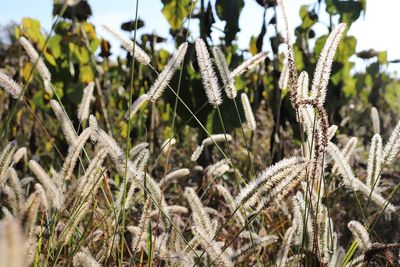 Close-up of crops growing on field