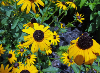 Close-up of sunflower