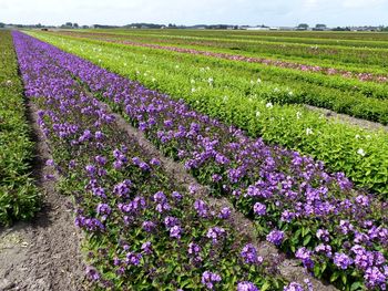 Purple crocus flowers growing in field