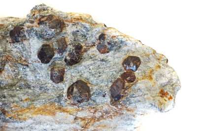 Close-up of turtle on rock against white background