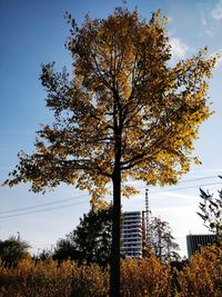 Low angle view of tree against sky during autumn