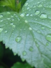 Close-up of water drops on leaves