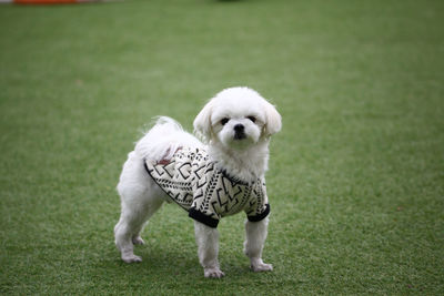 Portrait of white puppy
