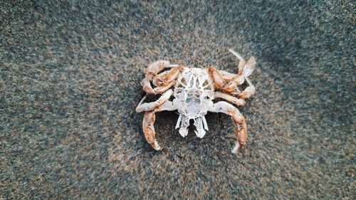 High angle view of spider on beach