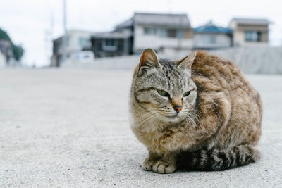 Portrait of a cat on the road