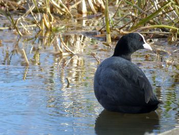 Close-up of duck swimming in lake