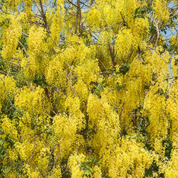 Full frame shot of yellow flowering plants in forest