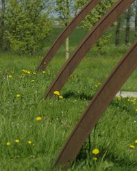 Scenic view of grassy field and trees in park