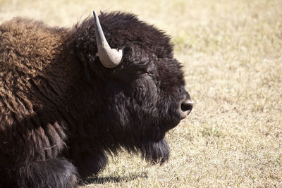 Close-up of a buffalo on field