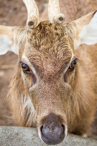 Close-up portrait of a horse