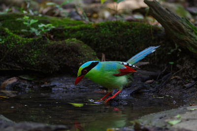 Close-up of bird in pond