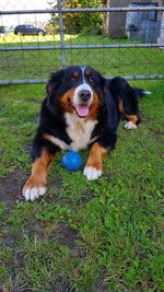 Portrait of dog on grass