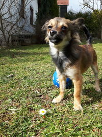 Portrait of dog on grass