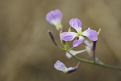 Close-up of purple flowers blooming outdoors