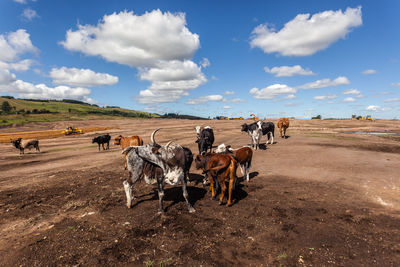 Panoramic view of horses on field against sky