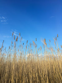 Low angle view of stalks in field against blue sky