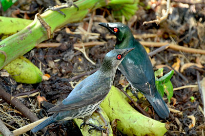 High angle view of a bird on field