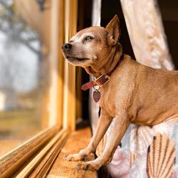Close-up of a dog looking away