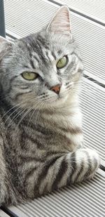 Close-up portrait of cat relaxing on floor