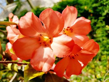 Close-up of flowers blooming outdoors