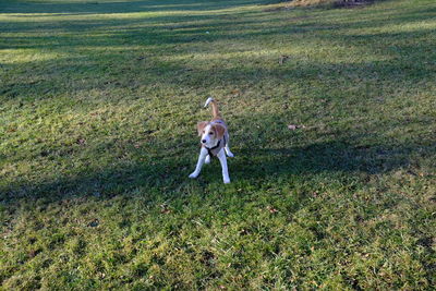 High angle view of dog on field