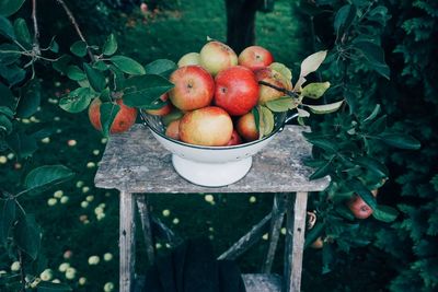 Fruits in bowl on tree