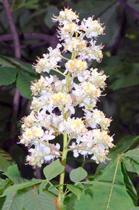 Close-up of white flowers blooming outdoors