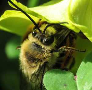 Close-up of bee pollinating flower