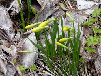 Close-up of plant growing outdoors