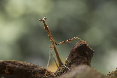 Close-up of a lizard on plant