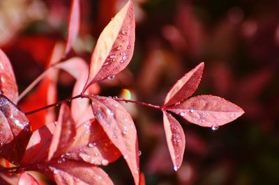 Close-up of wet red leaves on plant during rainy season