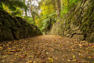 Fallen leaves in park