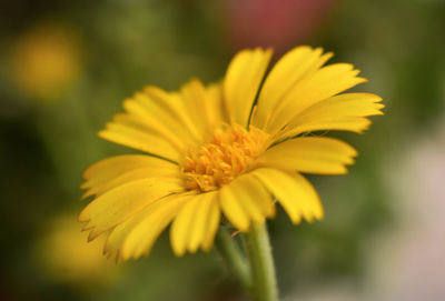 Close-up of yellow flower