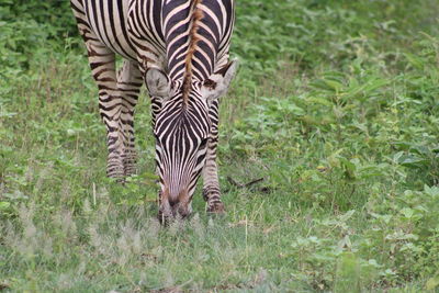 Zebras in a field