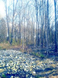 Bare trees in forest