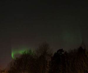 View of illuminated trees at night