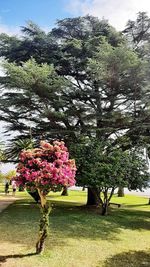 Cherry blossom tree in park